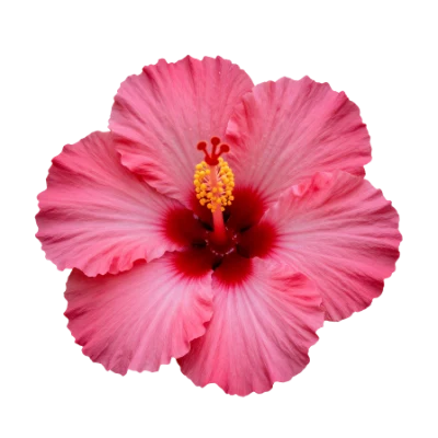 Pink Hibiscus Flower