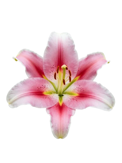 Pink Lily Flower