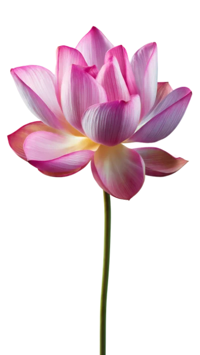Pink Lotus Flower