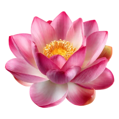 Pink Lotus Flower
