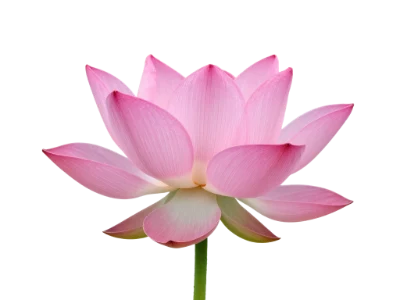 Pink Lotus Flower