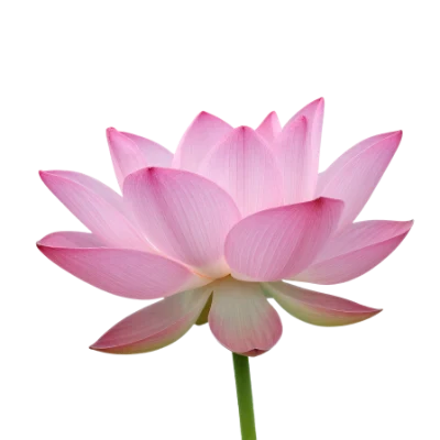 Pink Lotus Flower
