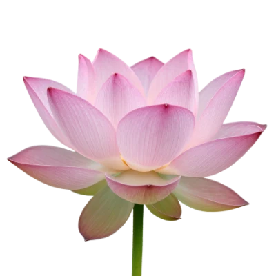 Pink Lotus Flower