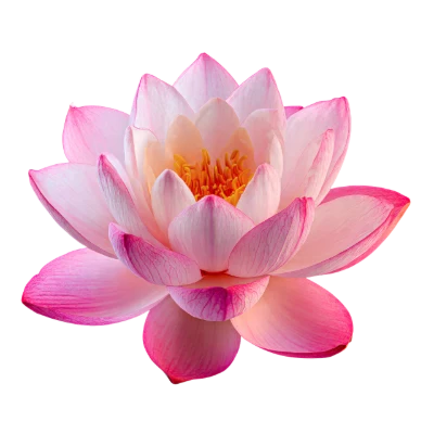 Pink Lotus Flower
