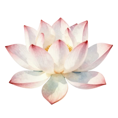 Pink Lotus Flower