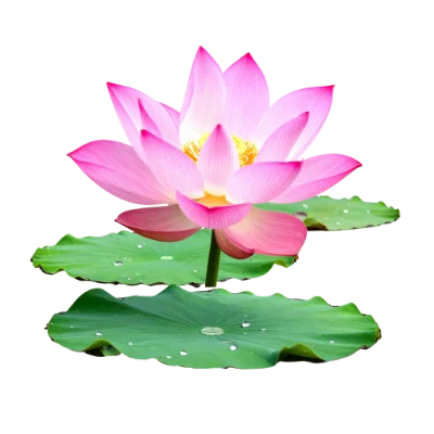 Pink Lotus Flower