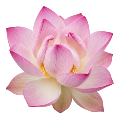 Pink Lotus Flower