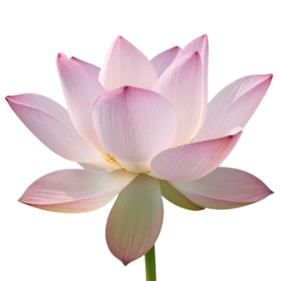 Pink Lotus Flower
