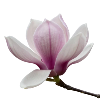 Pink Magnolia Flower
