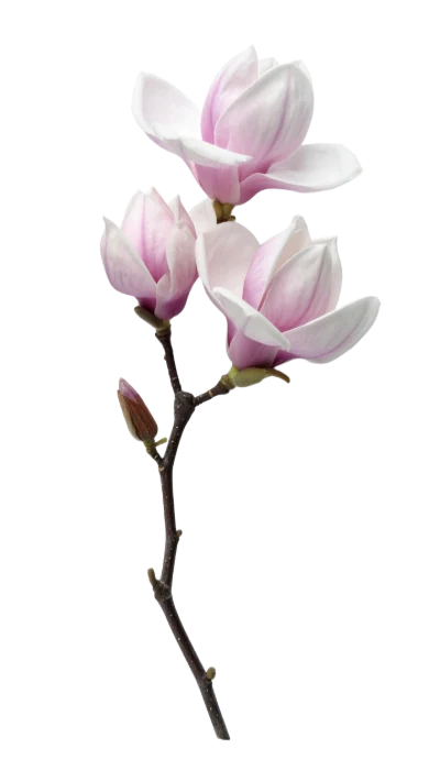 Pink Magnolia Flower Branch