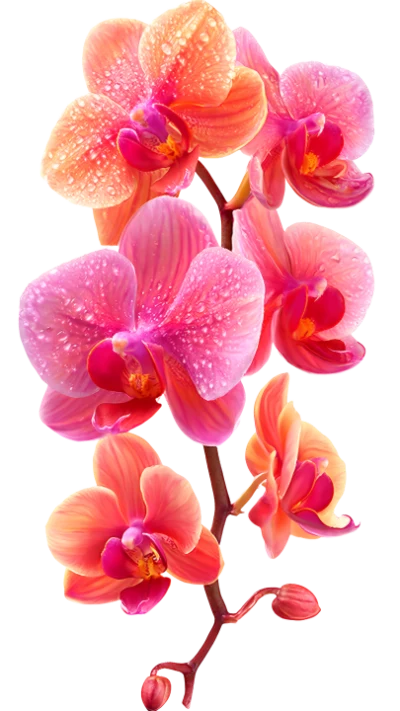Pink Orange Orchid Flowers