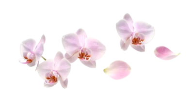 Pink Orchid Flowers