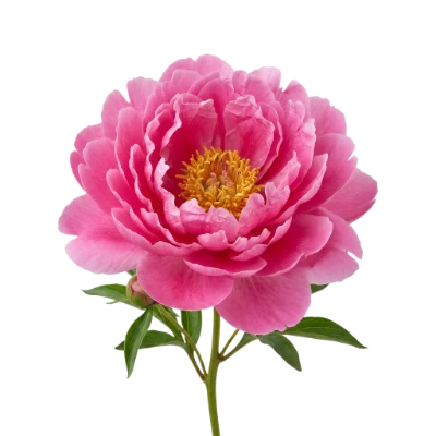 Pink Peony Flower