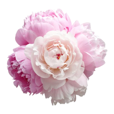 Pink Peony Flower Bouquet