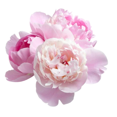 Pink Peony Flower Bouquet