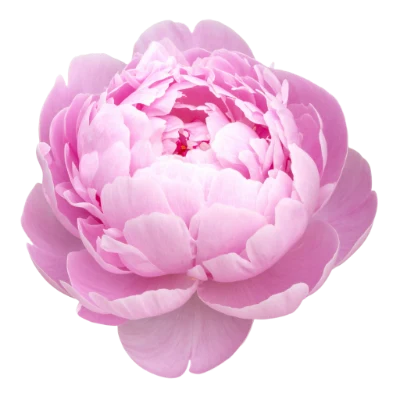 Pink Peony Flower