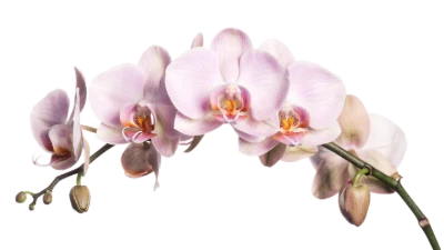 Pink Phalaenopsis Orchid Branch