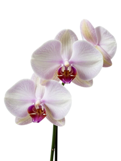 Pink Phalaenopsis Orchid