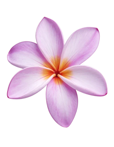 Pink Plumeria Flower