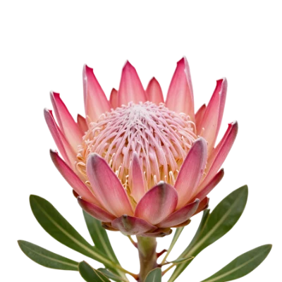 Pink Protea Flower