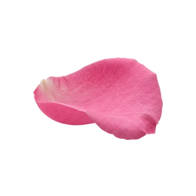 Pink Rose Petal
