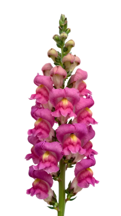 Pink Snapdragon Flower