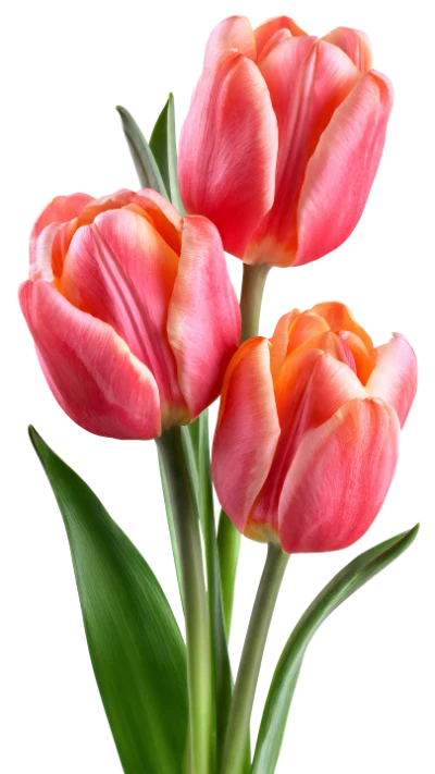 Pink Tulip Bouquet