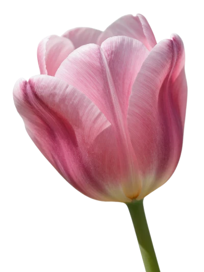 Pink Tulip Flower