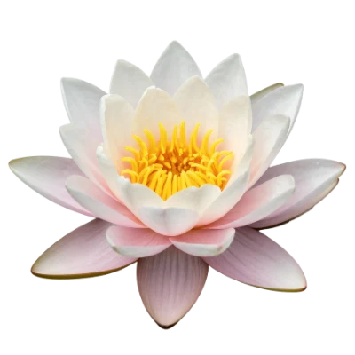 Pink Water Lily Flower