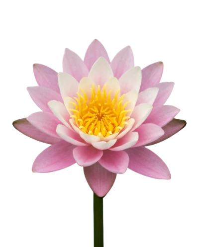 Pink Water Lily Flower