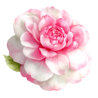 Pink Watercolor Peony Flower