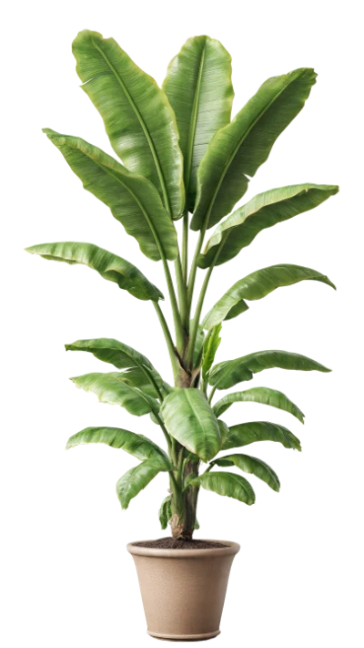 Potted Banana Leaf Plant