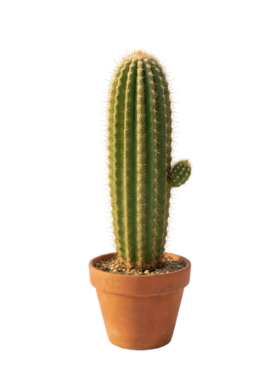 Potted Columnar Cactus