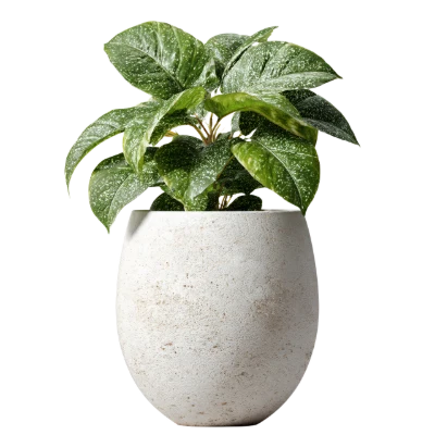 Potted Dieffenbachia Houseplant
