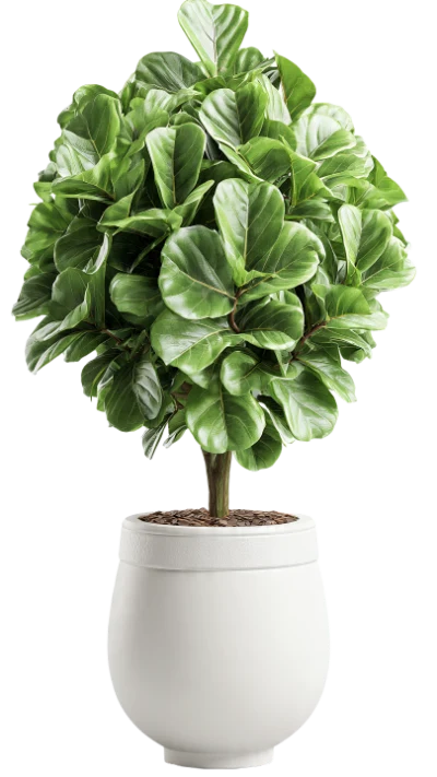 Potted Fiddle Leaf Fig