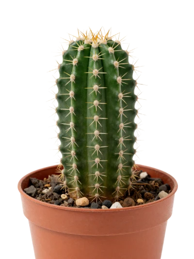 Potted Green Cactus