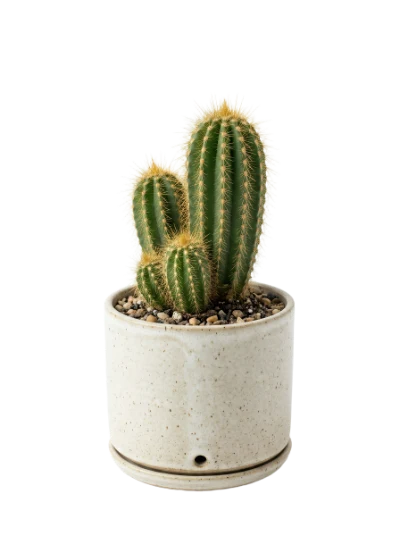 Potted Green Cactus