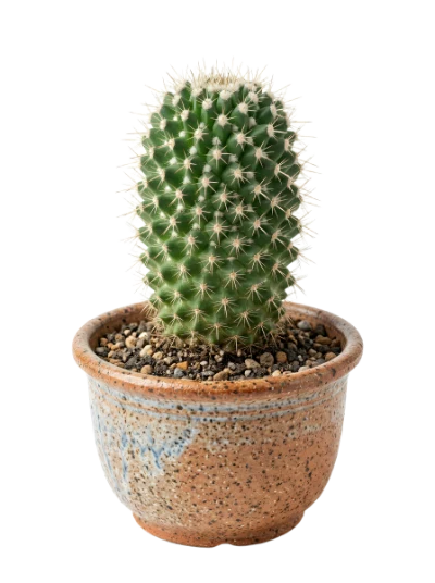 Potted Green Cactus