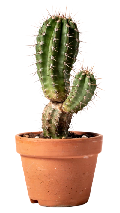 Potted Green Cactus