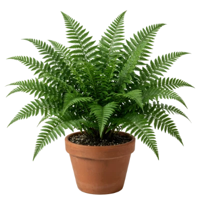 Potted Green Fern Plant