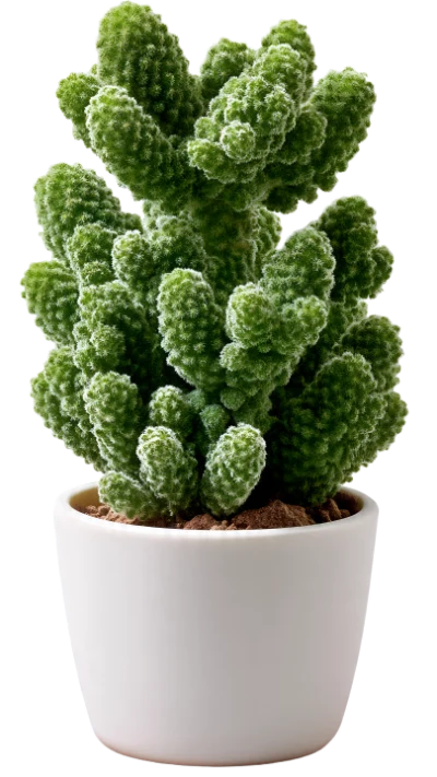 Potted Mammillaria Cactus