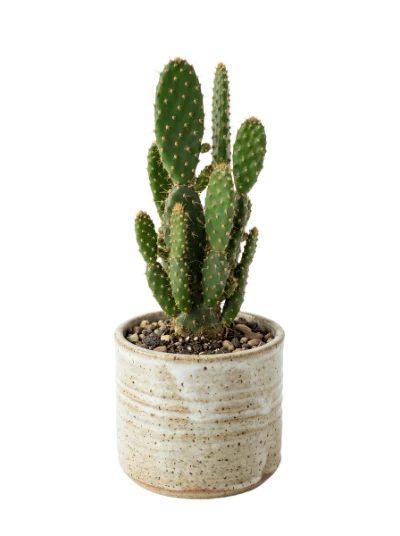 Potted Prickly Pear Cactus
