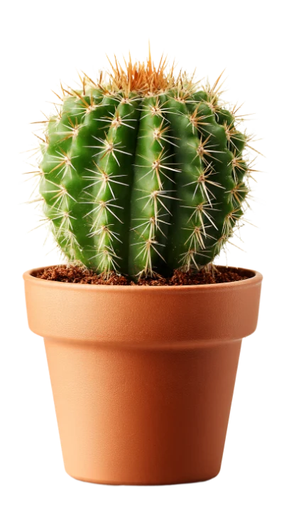 Potted Round Cactus
