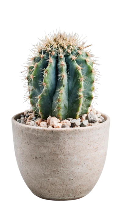 Potted Round Cactus