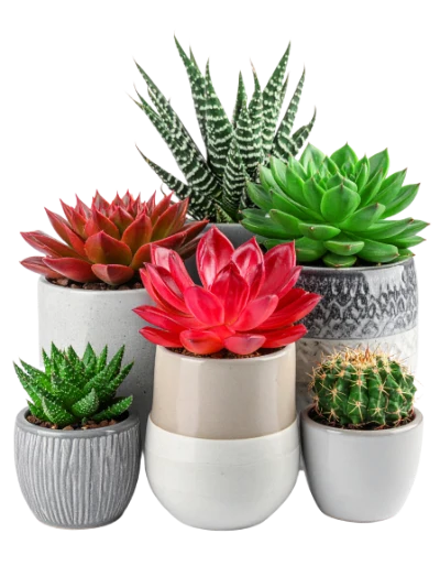 Potted Succulent Plant Collection