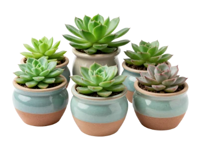 Potted Succulent Plant Collection