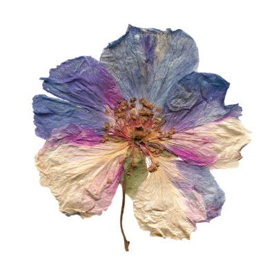 Pressed Dried Flower