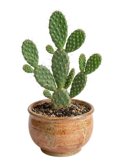 Prickly Pear Cactus
