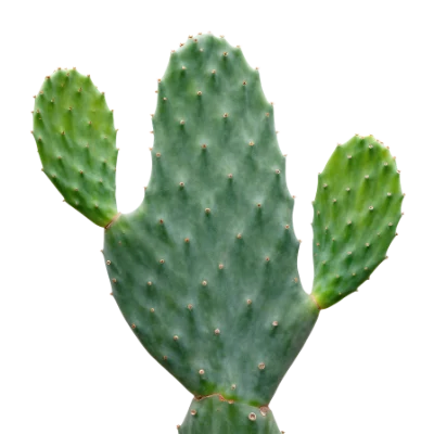 Prickly Pear Cactus Pad