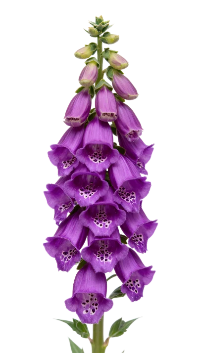 Purple Foxglove Flower